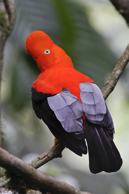 Andean_Cock_of_the_Rock,_Rupicola_peruviana_2